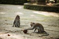 Monkey with ball Royalty Free Stock Photo