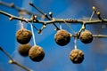 Monkey balls Royalty Free Stock Photo