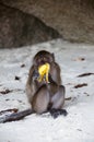 Monkey with banana