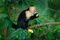 Monkey with banana. Black monkey hidden in the tree branch in the dark tropical forest. White-headed Capuchin, feeding fruits. Royalty Free Stock Photo