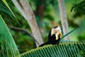 Monkey with banana. Black monkey hidden in the tree branch in the dark tropical forest. White-headed Capuchin, feeding fruits. Royalty Free Stock Photo