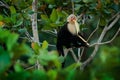 Monkey with banana. Black monkey hidden in the tree branch in the dark tropical forest. White-headed Capuchin, feeding fruits. Royalty Free Stock Photo