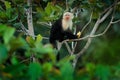 Monkey with banana. Black monkey hidden in the tree branch in the dark tropical forest. White-headed Capuchin, feeding fruits. Royalty Free Stock Photo