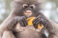 Monkey with a banana skin. Dusky leaf monkey, or spectacled langur Trachypithecus obscurus Royalty Free Stock Photo