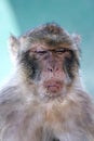 Monkey Or Barbary Ape With Funny Look On Face