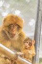 Monkey Royalty Free Stock Photo