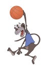 Monkey the basketball player Royalty Free Stock Photo