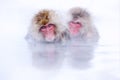Monkey bath.  Japanese macaque, Macaca fuscata, red face portrait in the cold water with fog, animal in the nature habitat, Royalty Free Stock Photo
