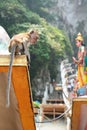 Monkey at Batu Caves hindu temple. Gombak, Selangor. Malaysia Royalty Free Stock Photo