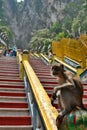 Monkey at Batu Caves hindu temple. Gombak, Selangor. Malaysia Royalty Free Stock Photo