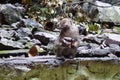 MONKEY IN BATU CAVES MALAYSIA