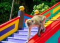 Monkey in Batu Caves Malaysia Royalty Free Stock Photo