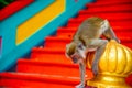 Monkey in Batu Caves Malaysia Royalty Free Stock Photo