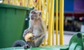 Monkey in Batu Caves Malaysia Royalty Free Stock Photo