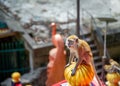 Monkey in Batu Caves Malaysia Royalty Free Stock Photo