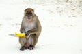 Monkey beach. Crab-eating macaque and banana ,Phi-Phi, Thailand