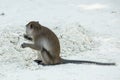 Monkey beach. Crab-eating macaque, Phi-Phi, Thailand