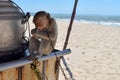 Monkey at the beach