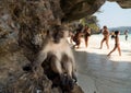 Monkey Beach