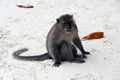 monkey on beach near phuket island in thailand