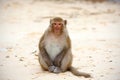 Monkey on the beach, relaxed and friendly looking straight Royalty Free Stock Photo