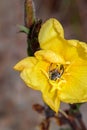Monkey beetle Clania glenlyonensis eating pollen on a yellow evening primrose Oenothera flower