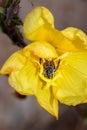 Monkey beetle Clania glenlyonensis eating pollen on a yellow evening primrose Oenothera flower