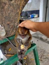 Monkey behave while eating the banana