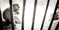 Monkey behind bars Royalty Free Stock Photo