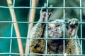 The monkey is behind bars. In a cage. in the zoo Royalty Free Stock Photo