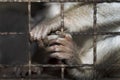 Monkey behind bars Royalty Free Stock Photo