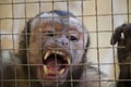 monkey behind bars with open mouth, soft focus Royalty Free Stock Photo