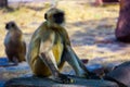 Monkey at Bhojpur temple, Madhya Pradesh Royalty Free Stock Photo