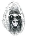 Monkey, big head. Evil muzzle of a male monkey.Stern look.Big foot. Royalty Free Stock Photo