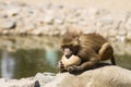 Monkey biting a coconut