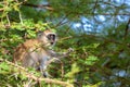 Monkey between the tree branches, on safari in Kenya Royalty Free Stock Photo