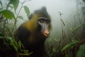 A monkey with a black and yellow face is standing in a forest Royalty Free Stock Photo