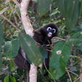 Monkey with blue rings around the eyes climbing a tree in the rainforest of malaysia, penang