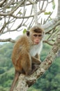 Monkey - Bonnet Macaque (Macaca radiata) Royalty Free Stock Photo