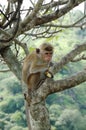 Monkey - Bonnet Macaque (Macaca radiata) Royalty Free Stock Photo