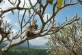 Monkey - Bonnet Macaque (Macaca radiata) Royalty Free Stock Photo