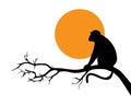 Monkey silhouette on branch on sunset isolated on white background Royalty Free Stock Photo