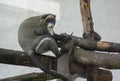 Monkey brazza sits quietly on logs. Wildlife world Royalty Free Stock Photo