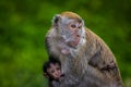 Monkey breastfeeding her baby in the jungle of Taman Negara, Malaysia