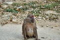 Monkey with broken eye at monkey temple Wat Tham Pla-Pha Sua, outside at Chiang Rai, Thailand.