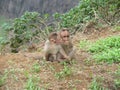 Cute monkey brothers at mountain