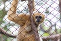 Monkey, Brown gibbon or Lar Gibbon in Dusit Zoo, Thailand Royalty Free Stock Photo