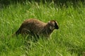 Monkey Brown Lemur, coloured eyes