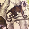 Monkey, brown sapage in a vintage book History of animals, by Shubert/Korn, 1880, St. Petersburg