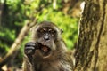 Monkey brushing teeths - Phi Phi Island, Thailand